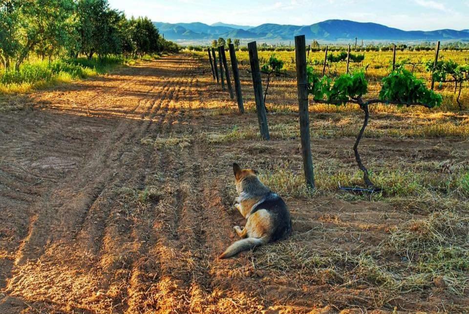 Villa Corsua Valle de Guadalupe Buitenkant foto
